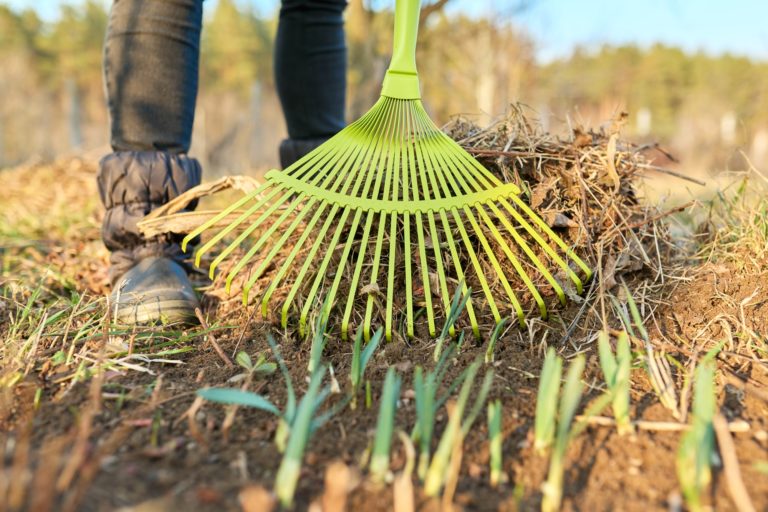 Spring seasonal gardening, rake cleaning backyard close-up